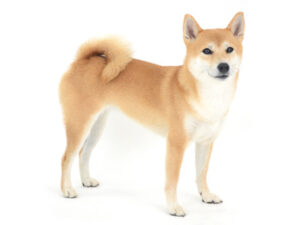 エムドッグス,動物プロダクション,ペットモデル,モデル犬,タレント犬,柴犬,凛桜,りお
