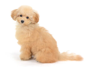 エムドッグス,動物プロダクション,ペットモデル,モデル犬,タレント犬,トイプードル,すずらん