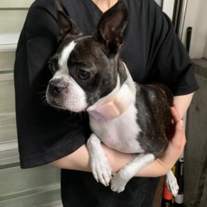 撮影,動物プロダクション,ペットモデル,ペットタレント,モデル犬,タレント犬,ボストンテリア,おっくん
