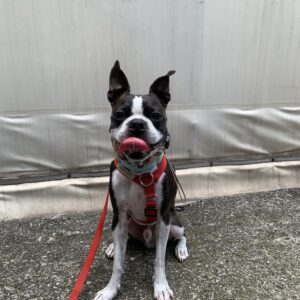撮影,動物プロダクション,ペットモデル,ペットタレント,モデル犬,タレント犬,ボストンテリア,おっくん