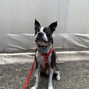 撮影,動物プロダクション,ペットモデル,ペットタレント,モデル犬,タレント犬,ボストンテリア,おっくん