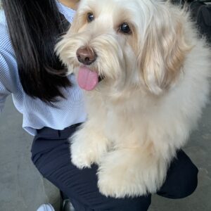 撮影,動物プロダクション,ペットモデル,ペットタレント,モデル犬,タレント犬,オーストラリアンラブラドゥードゥル,フラン,Franc