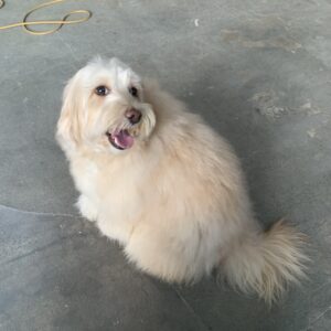 撮影,動物プロダクション,ペットモデル,ペットタレント,モデル犬,タレント犬,オーストラリアンラブラドゥードゥル,フラン,Franc