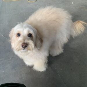 撮影,動物プロダクション,ペットモデル,ペットタレント,モデル犬,タレント犬,オーストラリアンラブラドゥードゥル,フラン,Franc