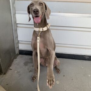 撮影,動物プロダクション,ペットモデル,ペットタレント,モデル犬,タレント犬,ワイマラナー,ガウナ