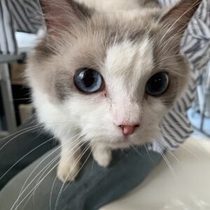 撮影,動物プロダクション,ペットモデル,ペットタレント,モデル猫,タレント猫,ラグドール,Tiara,ティアラ