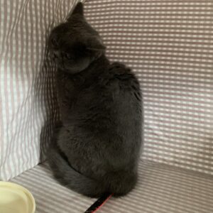 撮影,動物プロダクション,ペットモデル,ペットタレント,モデル猫,タレント猫,ブリティッシュショートヘア,ピオン