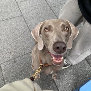 撮影,動物プロダクション,ペットモデル,ペットタレント,モデル犬,タレント犬,ワイマラナー,ガウナ