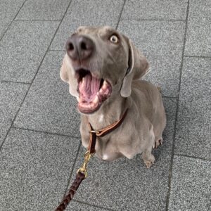 撮影,動物プロダクション,ペットモデル,ペットタレント,モデル犬,タレント犬,ワイマラナー,ガウナ