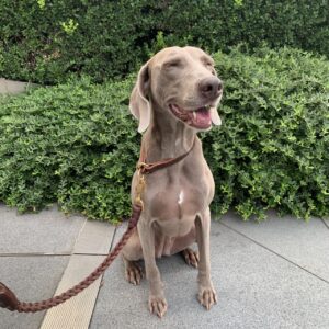 撮影,動物プロダクション,ペットモデル,ペットタレント,モデル犬,タレント犬,ワイマラナー,ガウナ