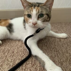 撮影,動物プロダクション,ペットモデル,ペットタレント,モデル猫,タレント猫,三毛猫,ラムキン,紅葉,もみじ