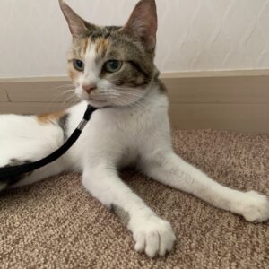 撮影,動物プロダクション,ペットモデル,ペットタレント,モデル猫,タレント猫,三毛猫,ラムキン,紅葉,もみじ