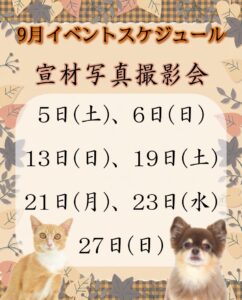 撮影,動物プロダクション,ペットモデル,ペットタレント,モデル猫,タレント猫,イベントスケジュール,講座,レッスン