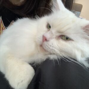 撮影,動物プロダクション,ペットモデル,ペットタレント,モデル猫,タレント猫,マンチカン,雪,ゆき