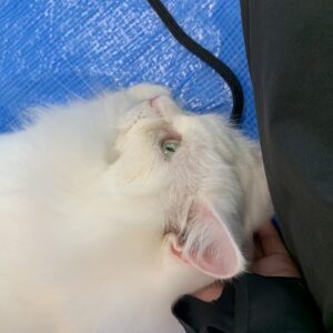 撮影,動物プロダクション,ペットモデル,ペットタレント,モデル猫,タレント猫,マンチカン,雪,ゆき