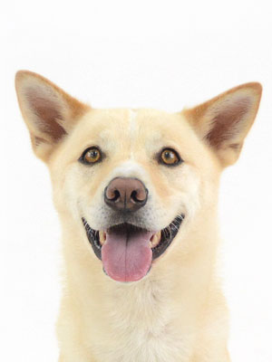 動物プロダクション,ペットモデル,モデル犬,タレント犬,MIX犬,ゆず
