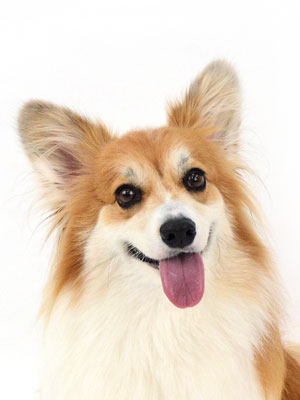 動物プロダクション,ペットモデル,モデル犬,タレント犬,ウェルシュコーギー,アカル