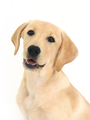 動物プロダクション,ペットモデル,モデル犬,タレント犬,ラブラドールレトリーバー,Vivi,ヴィヴィ