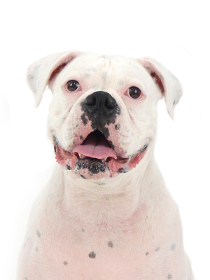動物プロダクション,ペットモデル,モデル犬,タレント犬,ボクサー,ランラン