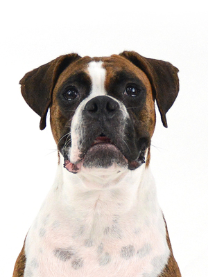 動物プロダクション,ペットモデル,モデル犬,タレント犬,ボクサー,リンリン
