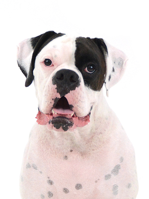 動物プロダクション,ペットモデル,モデル犬,タレント犬,ボクサー,ぼんち