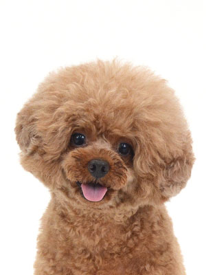 動物プロダクション,ペットモデル,モデル犬,タレント犬,トイプードル,モチャ