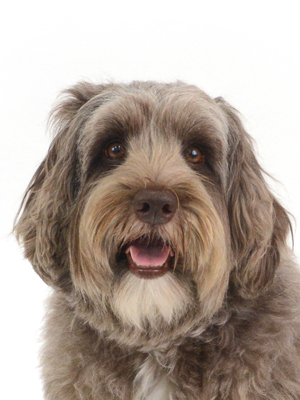 動物プロダクション,ペットモデル,モデル犬,タレント犬,オーストラリアンラブラドゥードゥル,もめん