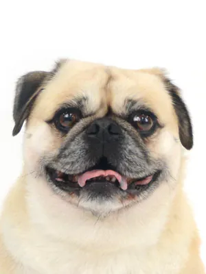 動物プロダクション,ペットモデル,モデル犬,タレント犬,MIX犬,まる