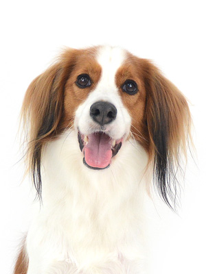 エムドッグス,動物プロダクション,ペットモデル,モデル犬,タレント犬,コーイケルホンディエ,るる