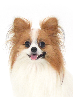 エムドッグス,動物プロダクション,ペットモデル,モデル犬,タレント犬,MIX犬,ぽんず