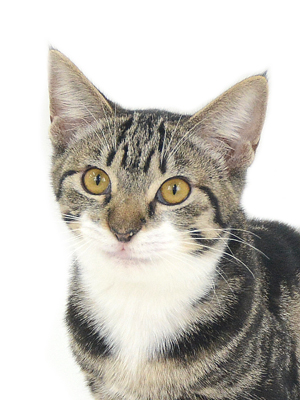 撮影,動物プロダクション,ペットモデル,ペットタレント,モデル猫,タレント猫,MIX猫,ククル
