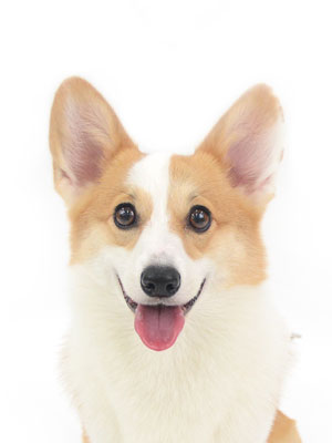 動物プロダクション,ペットモデル,モデル犬,タレント犬,ウェルシュコーギー,もこ
