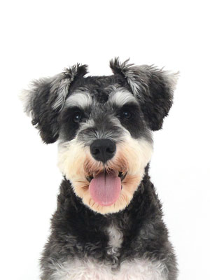 動物プロダクション,ペットモデル,ペットタレント,モデル犬,タレント犬,ミニチュアシュナウザー,ルイ