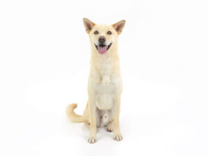 動物プロダクション,ペットモデル,モデル犬,タレント犬,MIX犬,ゆず