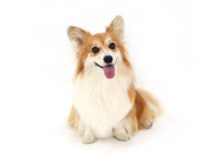 動物プロダクション,ペットモデル,モデル犬,タレント犬,ウェルシュコーギー,アカル