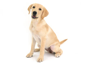 動物プロダクション,ペットモデル,モデル犬,タレント犬,ラブラドールレトリーバー,Vivi,ヴィヴィ