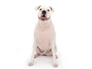 動物プロダクション,ペットモデル,モデル犬,タレント犬,ボクサー,ランラン