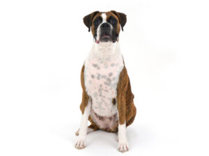 動物プロダクション,ペットモデル,モデル犬,タレント犬,ボクサー,リンリン