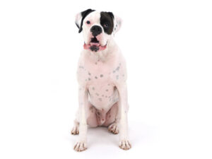 動物プロダクション,ペットモデル,モデル犬,タレント犬,ボクサー,ぼんち