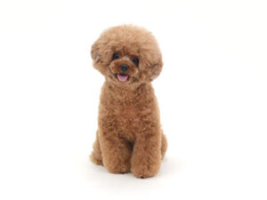 動物プロダクション,ペットモデル,モデル犬,タレント犬,トイプードル,モチャ