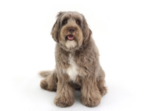 動物プロダクション,ペットモデル,モデル犬,タレント犬,オーストラリアンラブラドゥードゥル,もめん