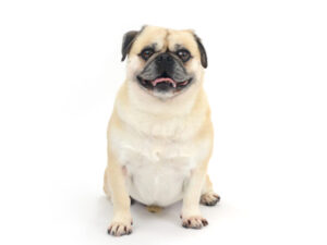 動物プロダクション,ペットモデル,モデル犬,タレント犬,MIX犬,まる