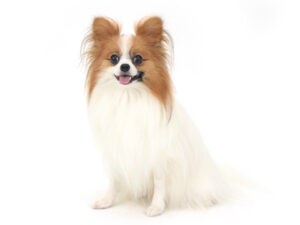 エムドッグス,動物プロダクション,ペットモデル,モデル犬,タレント犬,MIX犬,ぽんず