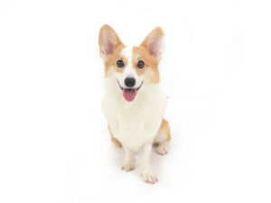 動物プロダクション,ペットモデル,モデル犬,タレント犬,ウェルシュコーギー,もこ