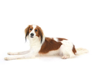 エムドッグス,動物プロダクション,ペットモデル,モデル犬,タレント犬,コーイケルホンディエ,るる