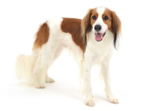 エムドッグス,動物プロダクション,ペットモデル,モデル犬,タレント犬,コーイケルホンディエ,るる