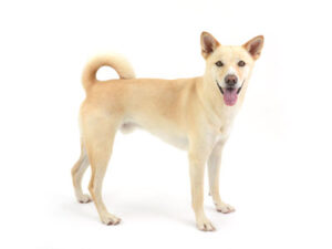 動物プロダクション,ペットモデル,モデル犬,タレント犬,MIX犬,ゆず
