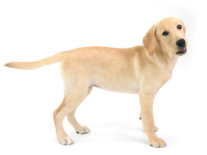 動物プロダクション,ペットモデル,モデル犬,タレント犬,ラブラドールレトリーバー,Vivi,ヴィヴィ