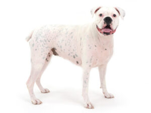 動物プロダクション,ペットモデル,モデル犬,タレント犬,ボクサー,ランラン