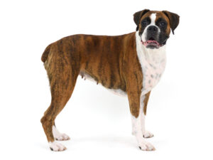 動物プロダクション,ペットモデル,モデル犬,タレント犬,ボクサー,リンリン
